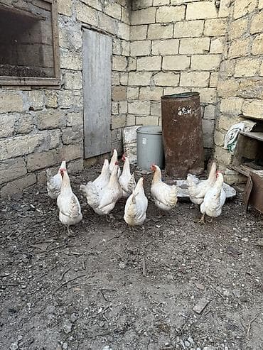 lelekli heyvanlar: Toyuq, Yumurtalıq — 1