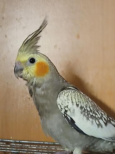 ev sicani: Məhsul: İki quş və qəfəs dəsti - Amadin . bulbul . valnisti . korella — 10