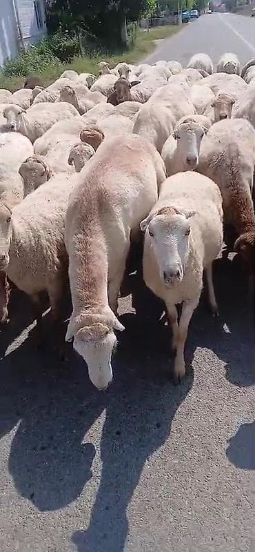 şirin it adları: Dişi, il: 1, Damazlıq, Pulsuz çatdırılma — 5