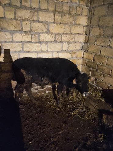 qara it sekilleri: Dana, buzov, Erkək, ay: 12, 130 kq, Ətlik — 8