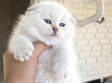 pişik aliram: Ağ tüklü balaca pişik balası - Cins: ehtimalən Scottish Fold/Longhair — 6