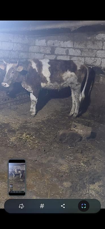 inəklə barter: Südlü inək – qarışıq rəngli (ağ-qəhvəyi ləkəli), buynuzlu. Heyvan — 2