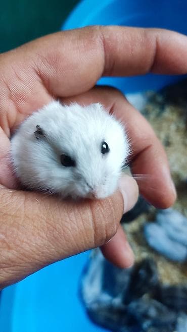 it balaca: Dwarf hamster balaları – müxtəlif rənglər - Növ: cırtdan — 8