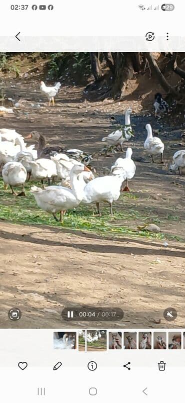 домик для маленькой собаки: Linda damazliq qazlar. Uzun uzadi yazmaq istemirem.Kime maraqlidirsa — 3