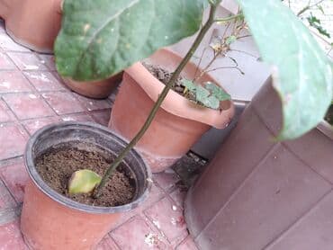 avakado agacı: Məhsul: Avokado fidanı (saksıda) Təsvir: - Toxumdan yetişdirilmiş — 4