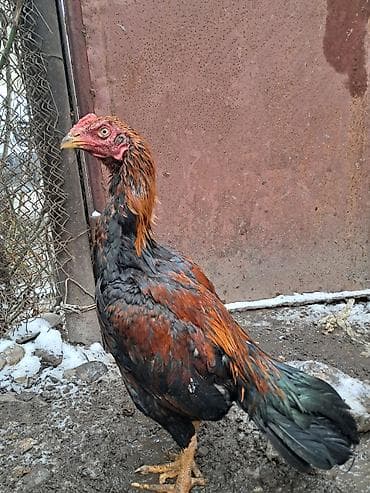 toyuq cücə satışı: Heyratı bece Ella temiz cinsdi satildiqdan sora ellan silinecek — 4