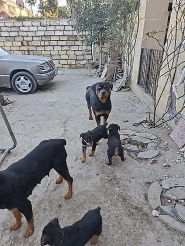 alman qurdu it: Rotveyler — 6