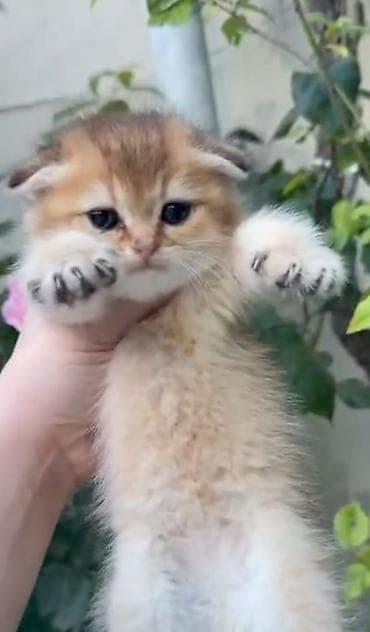 Qızılı şınşıla 45günlük bala erkek