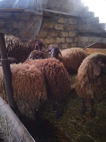 Птицы: 4 dişi 1 erkey toğlu 9 aylıq təmiz cins heyvanlardı Məhsul — 3