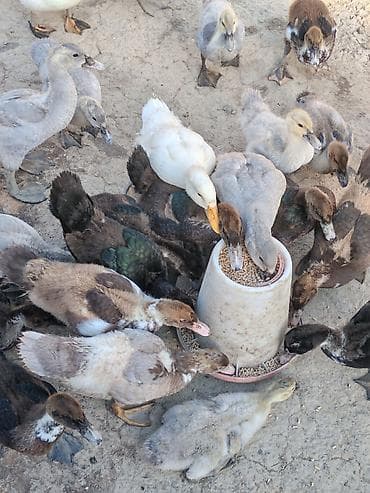 Ördəklər: Salam krasnadar zumrud ballar saglam 2 ayliqdirlar — 4