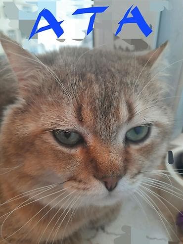 pişik sortları: Şotland yastı qulaq, Dişi, Yaxşı əllərə, Ünvandan götürmə — 7