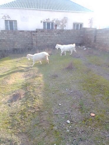 ZİL: Cütü 630 manata keçiler satılır istəyən olsa yazsın video sun atım — 3