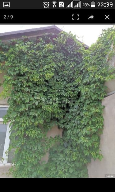 Уличные растения: Amerkan sarmaşığı. Çox sürətlə böyüyən gözəl görnümə sahib olan — 1