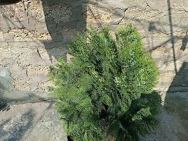 Satılır: dekorativ bağ bitkiləri (şam ağacı və gül kolları) optovoy