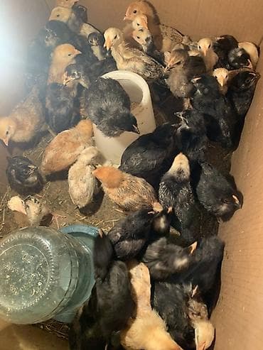 kənd toyuqlarının satışı: Toyuq cücələri, Ətlik — 3