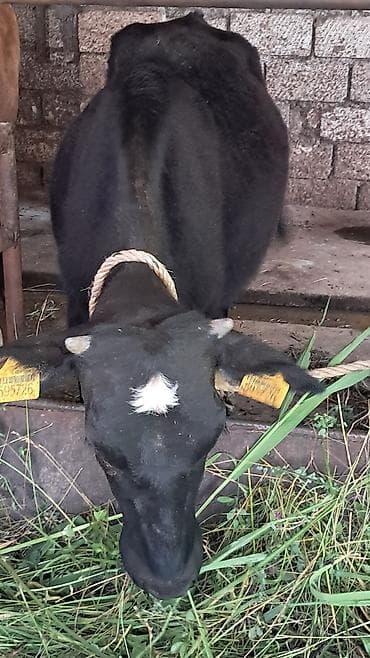 6 aylıq ivanovka dana satılır süni mayalanmadan olub sağlam damazlıq