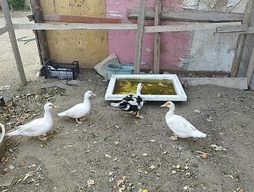 lavanda ördəyi: Lal ördəklər birisi erkek üç ədədi dişidi istəyən olsa əlaqə saxlaya — 9