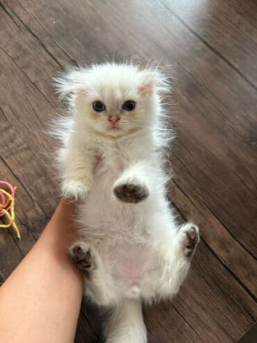 şotlan pişik: Şotland yastı qulaq, Erkək, Dişi, Yaxşı əllərə, Ünvandan götürmə, Pulsuz çatdırılma, Ödənişli çatdırılma — 94