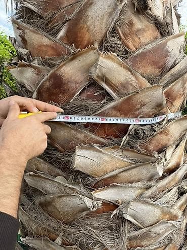 декор дерево: Məhsul: Dekorativ palma ağacı (Washingtonia robusta tipli fan-palma) — 5