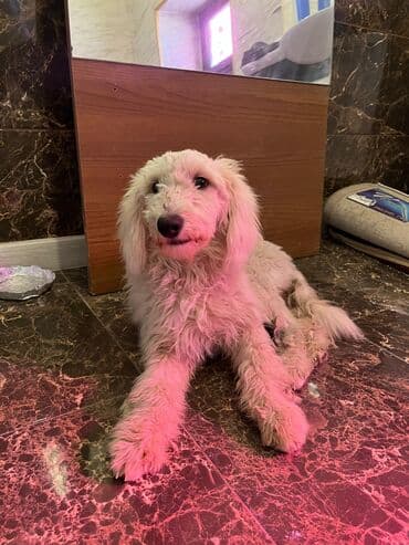 sahibsiz itlər: Pudel, 8 ay, Dişi, Sənədli, Ünvandan götürmə — 5