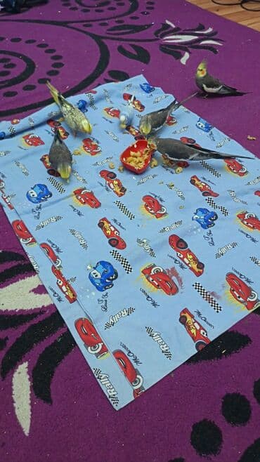 Nymph (Cockatiel) tutuquşları - Rəng çeşidləri: boz-çəhrayı yanaqlı