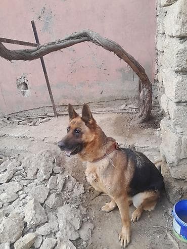 pishik evi: Alman çoban iti, 3 il, Dişi, Ünvandan götürmə — 7