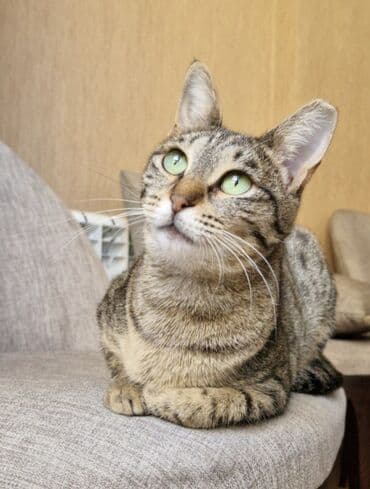 pisiye verilen adlar: Dişi, Yaxşı əllərə, Ünvandan götürmə — 2