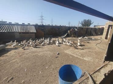 cins ineklerin qiymeti: Salam topdan dişi,erkek ördəklər satılır. Bir dənəsi 15 manat. Topdan — 2