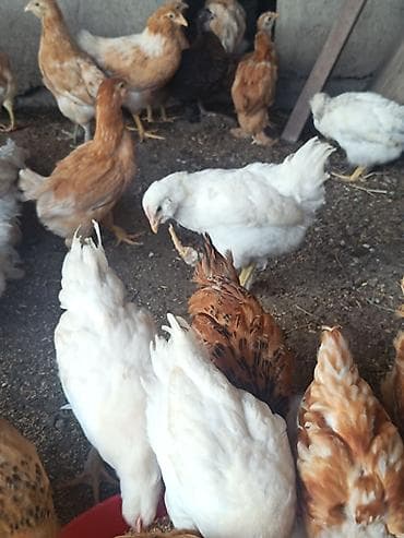 qus satisi: 2 ayliq etlik ve yumurtaliq cins colpalar,saqqali,ayagi tuklu ela — 6