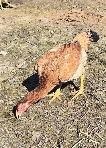 dovşan satılır: Cins: heyratı fersi (qəhvəyi ləkəli rəng) Növ: Dişi Təyinat: Yumurta — 1