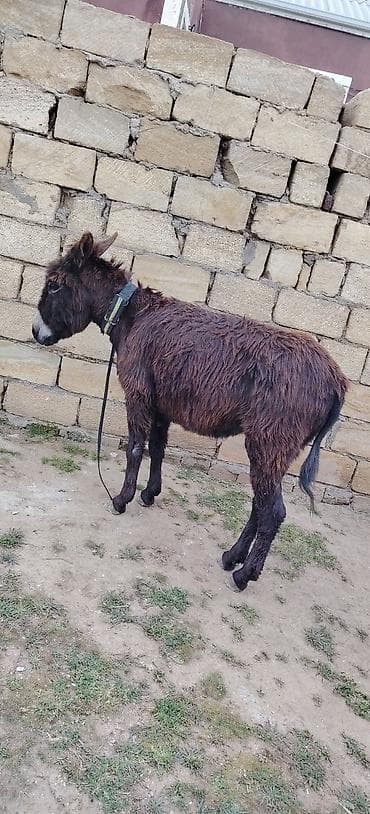 Bogazdı cox fağlr eşekdi qacmaqda yaxşı dl