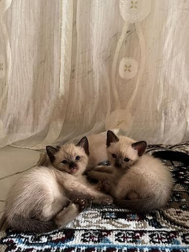 pisiylər: Siam — 2