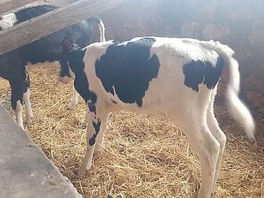 kok dana: Salam 3 bas buzovdu 2 si erker 1 ri disi hamsi sort ineklerin — 2