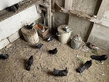 Gəmiricilər: 12 dene quşdur hamisi bir yerde 30 bal tecili satılır real alıcıya — 1