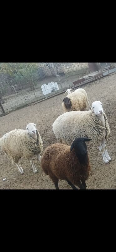 Akvariumlar: Dişi, Qala, il: 1, 75 kq, Damazlıq, Südlük, Ətlik, Ünvandan götürmə — 3