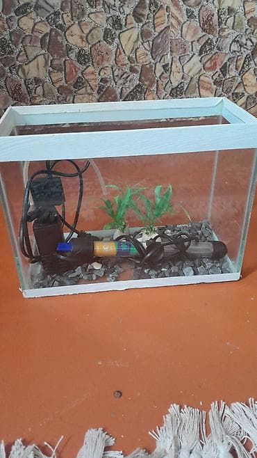 heyvan adlari: Dördbucaq akvarium, Boş, 12 l, Pulsuz çatdırılma — 1