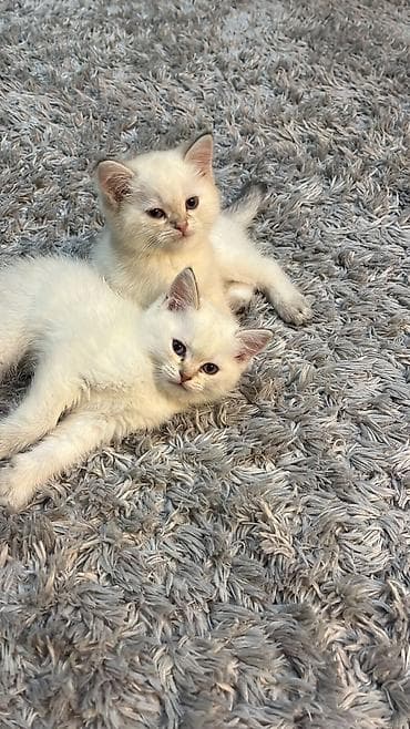 İtlər: Britan — 2