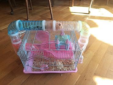 nimo seker testi: Diqqət maraqlı əyləncəli xamyak Rıjiy rəngdə çox gözəl xamyakdır — 4