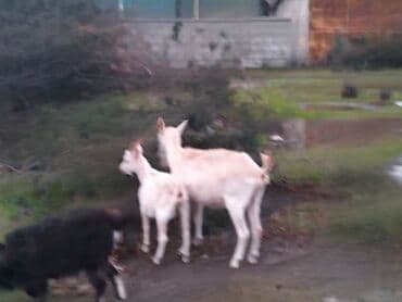 lal ordəklərin satışı: Məhsul: Keçi sürüsü Təsvir: - Şəkillərdə müxtəlif yaşda və rəngdə — 2