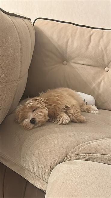 Digər heyvanlar: Təcilli Şook qiymət Maltipoo F1 mini qalır yerdən 25 sm olur 3 aylıq — 3