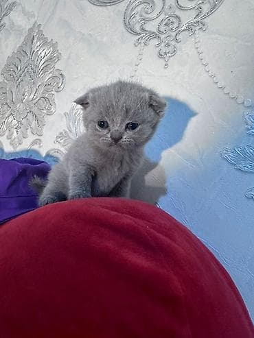 cin bildircin: Şotland yastı qulaq — 6