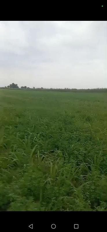 Kənd təsərrüfatı