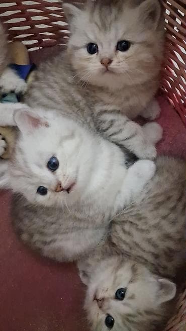 pisik satanlar: Şinşilla, Dişi, Yaxşı əllərə, Ünvandan götürmə, Ödənişli çatdırılma — 4