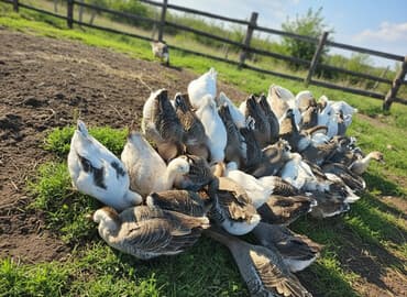 alman afçarkası satışı: Məhsul: Qaz sürüsü Təsvir: - Şəkildə müxtəlif rəng çalarlarında (ağ — 1