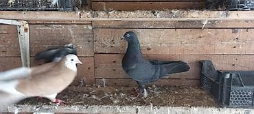 ucuz goyərcinlər: Mayadi — 2