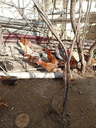 Hinduşkalar: Toyuq, Yumurtalıq, Ünvandan götürmə — 5