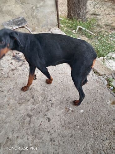приют собак в баку: Doberman, 6 ay, Dişi, Peyvəndli, Ünvandan götürmə — 2