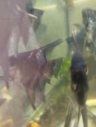 oskar balığı: Anibias Barteri Qiqant nadir növlərdən di yerli artım Y.Yasamal. 5 — 5