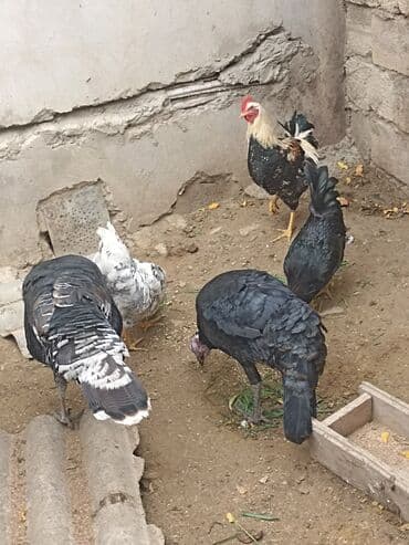 Inəklər, öküzlər: Dişi, Damazlıq — 5