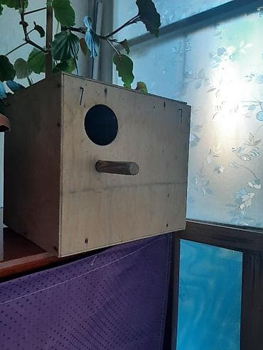 xarı bülbül ikonası: Qefes ve 3 papuqay satilir,1 i baladi 2 ayli.Usdunde yuvasi ve cimme — 3